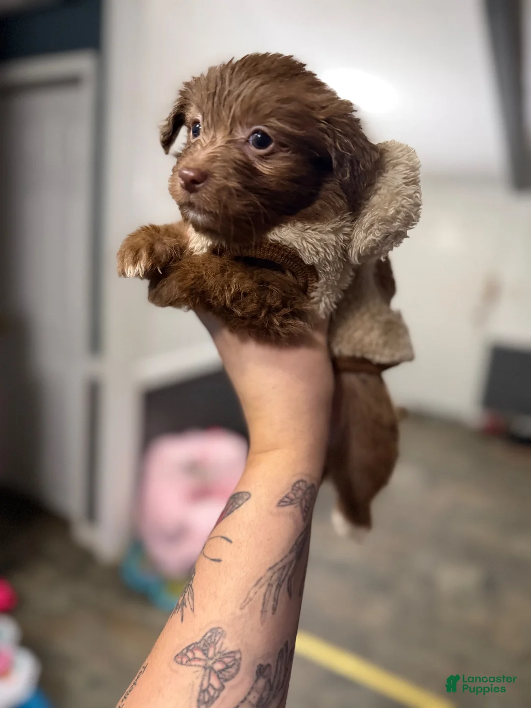 Chihuahua dogs for sale: Layla - Ad 1