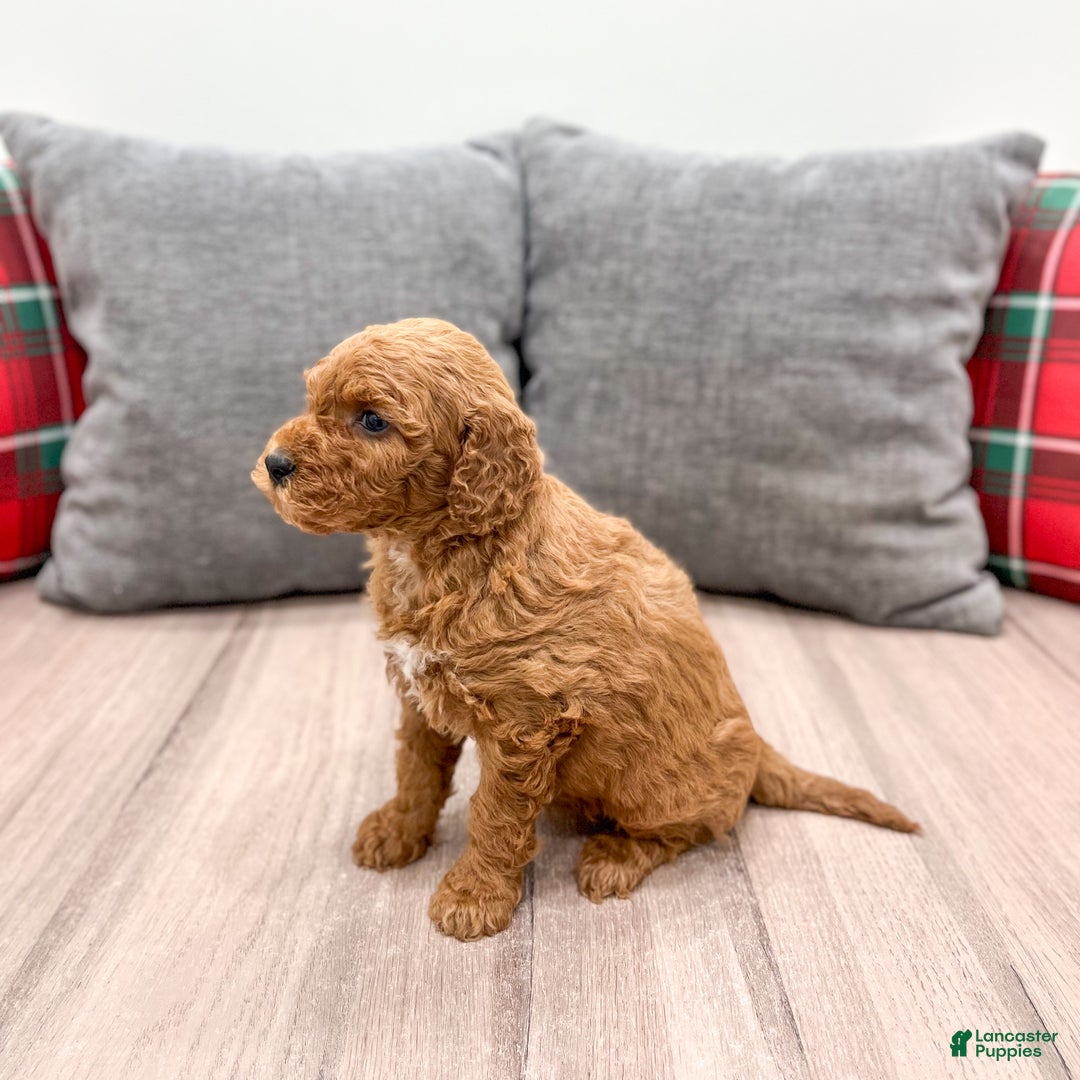 Mini Goldendoodle dogs for sale: Jimmy - Ad 7