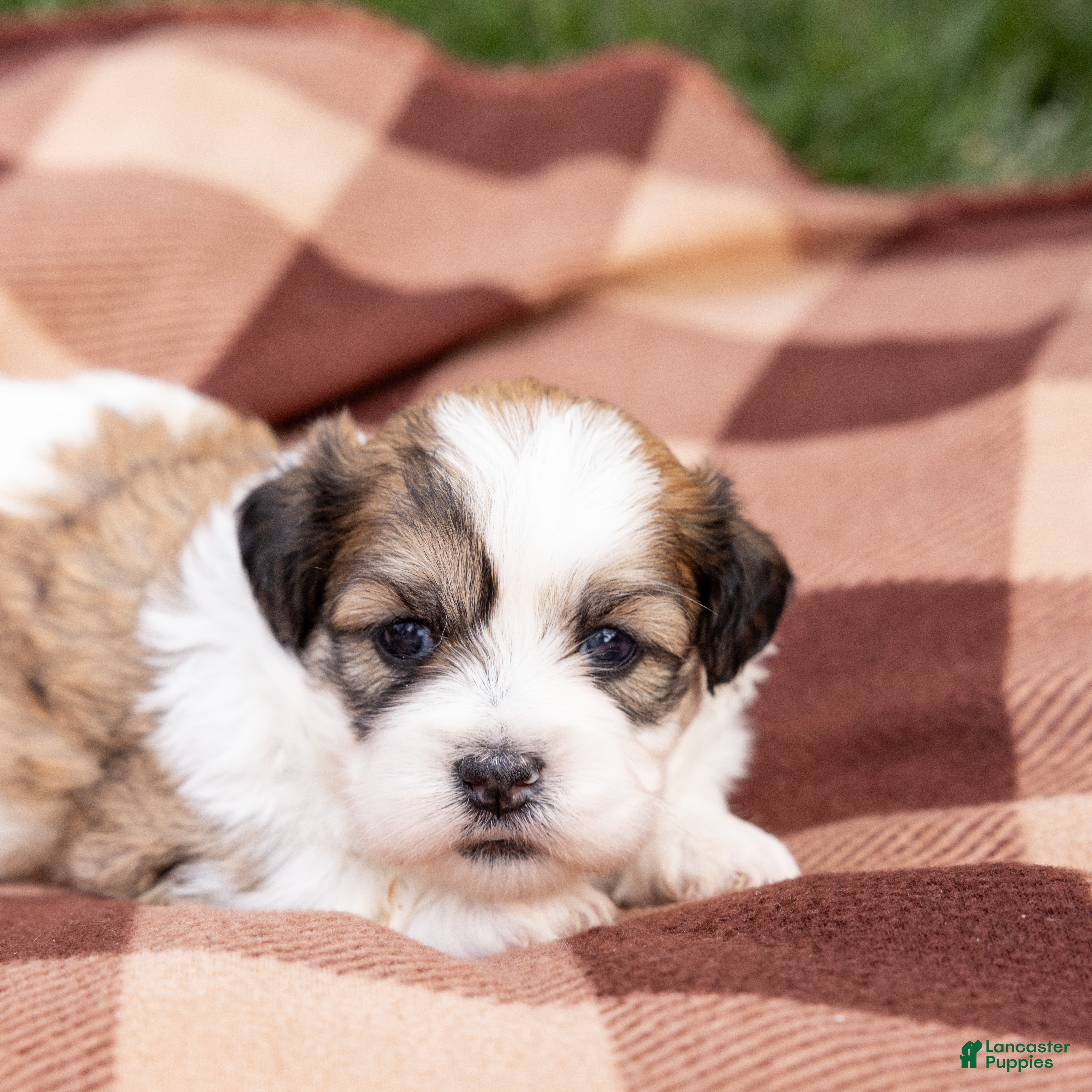 Teddy Bear dogs Nutmeg - Ad 1