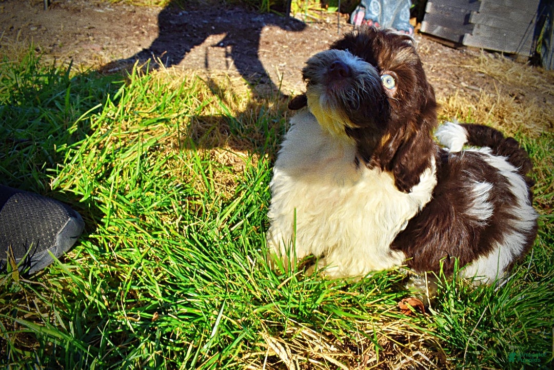 Havapoo dogs for sale: Precious - Ad 12