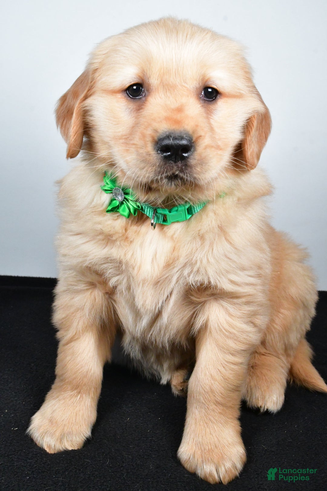 Golden Retriever dogs for sale: Jessica - Ad 3