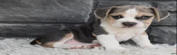 Beabull dogs for sale: Tessa  - Ad 8