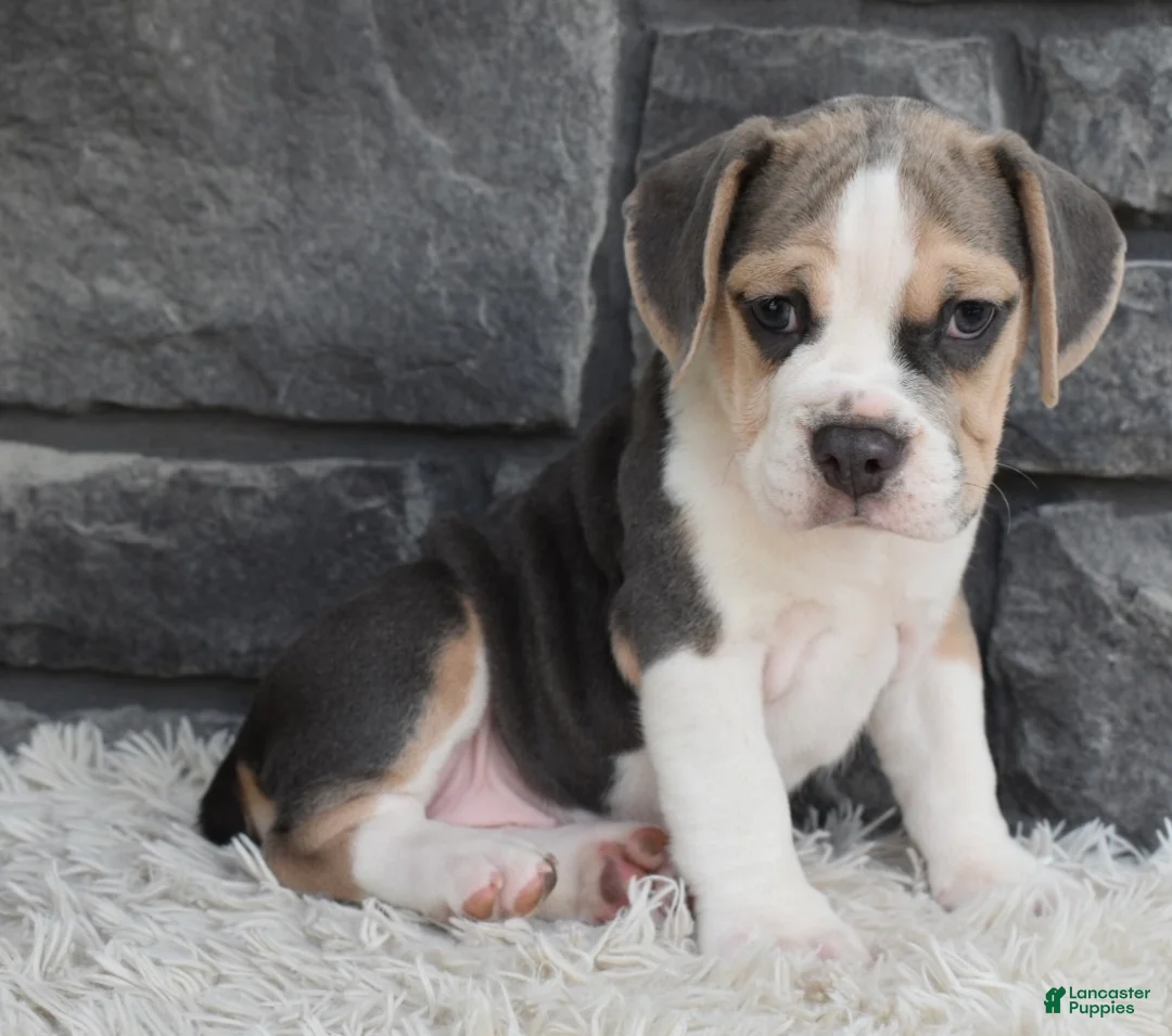 Beabull dogs for sale: Tessa  - Ad 8