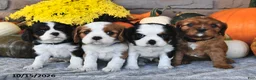 Cavalier King Charles Spaniel dogs for sale: Carter - Ad 3