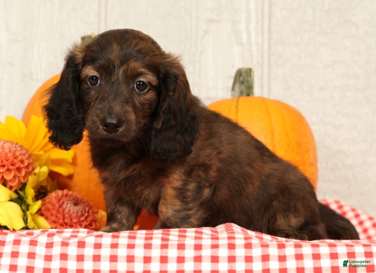 Miniature Dachshund dogs Oscar - Ad 2