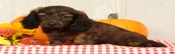 Miniature Dachshund dogs for sale: Oscar - Ad 2
