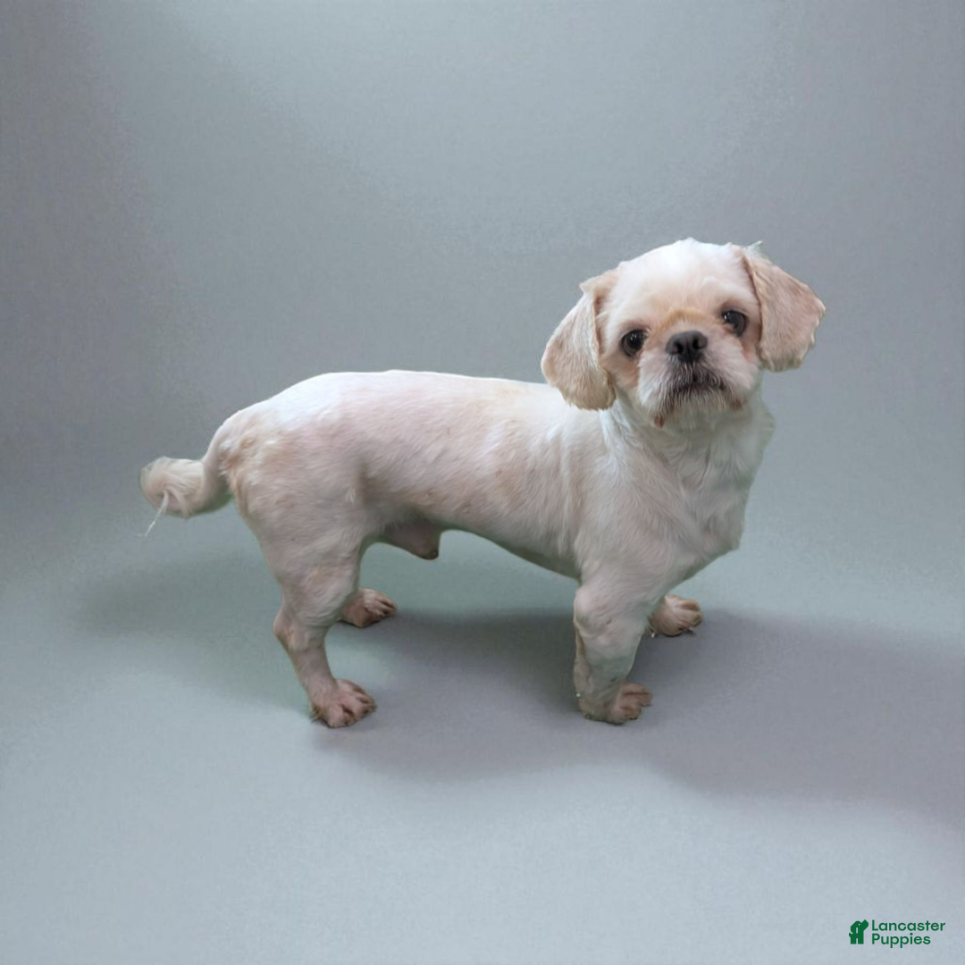 Shihpoo dogs for sale: Blake - Ad 6
