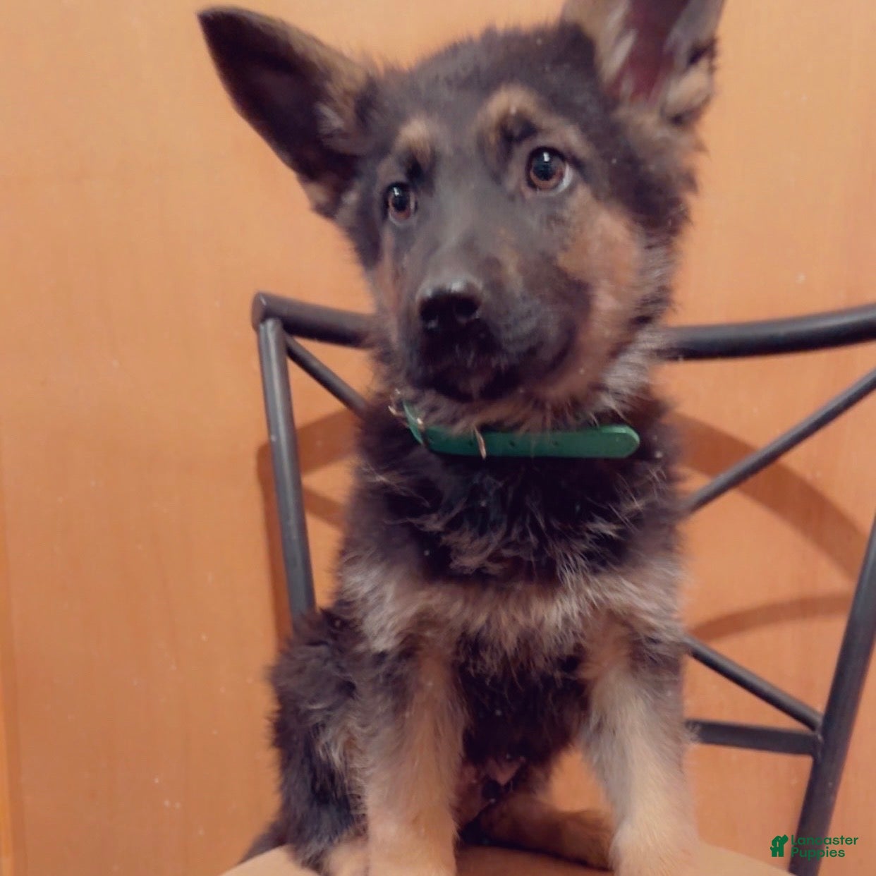 German Shepherd dogs SWAYZE - Ad 25
