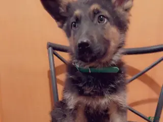 German Shepherd dogs SWAYZE - Ad 21