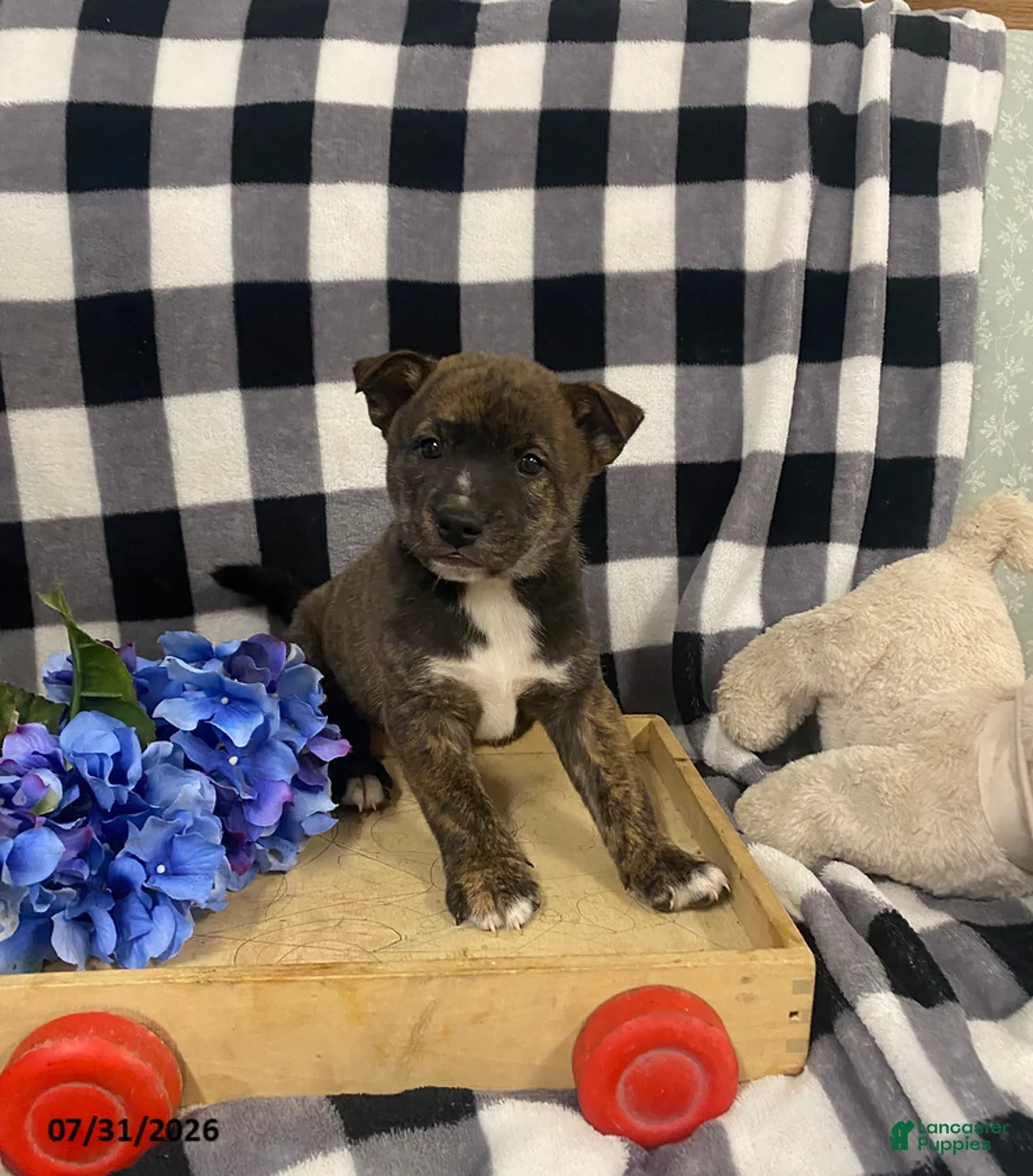 Mixed Breed dogs for sale: Bandit - Ad 1