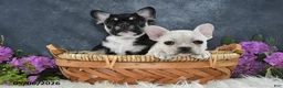French Bulldog dogs for sale: Ivory - Ad 4