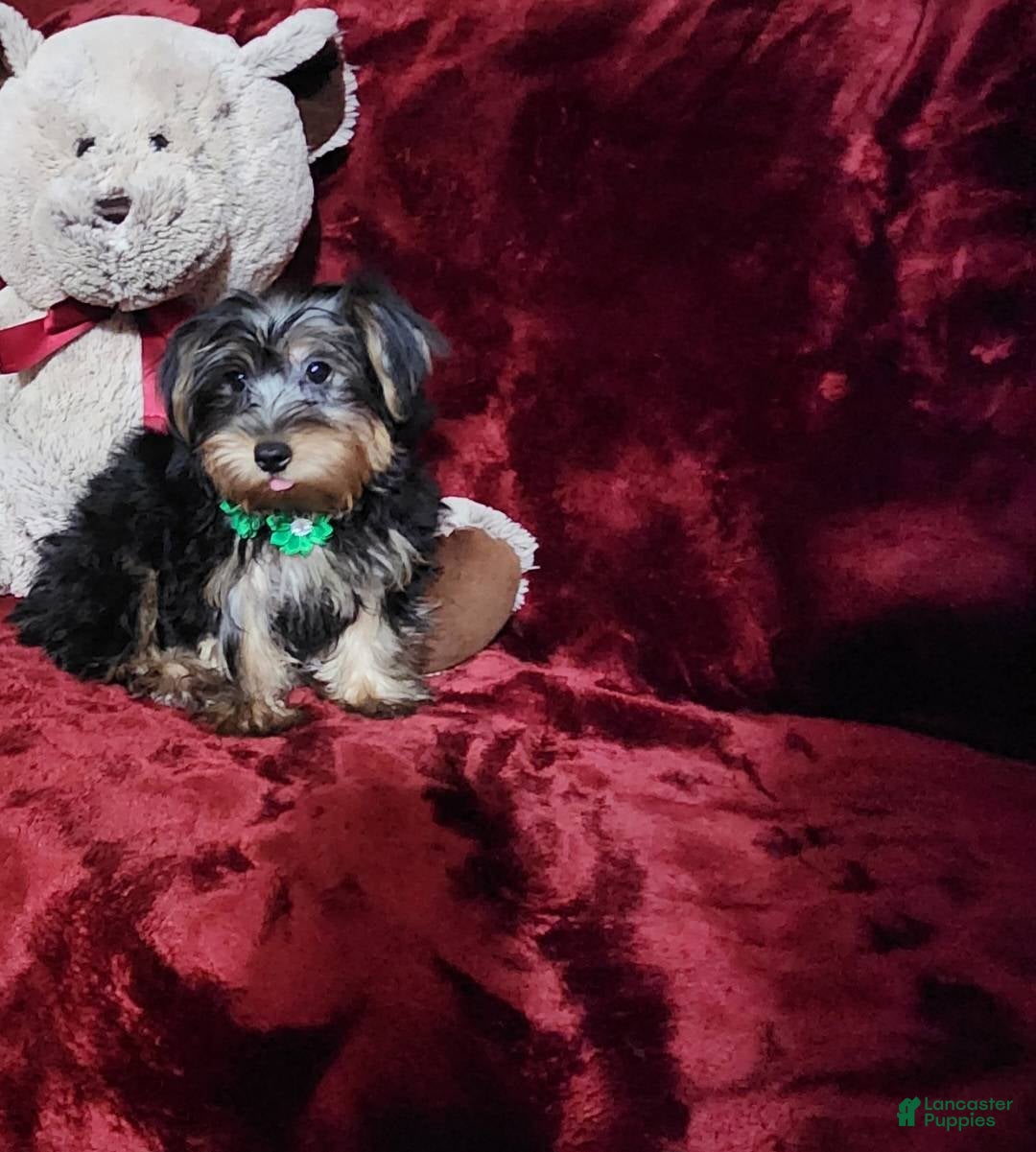 Yorkshire Terrier dogs for sale: BRODY - Ad 2