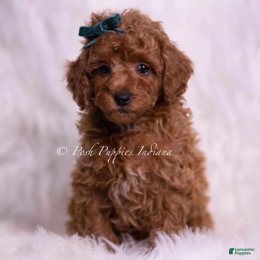 Toy Poodle dogs for sale: Macaron - Ad 1