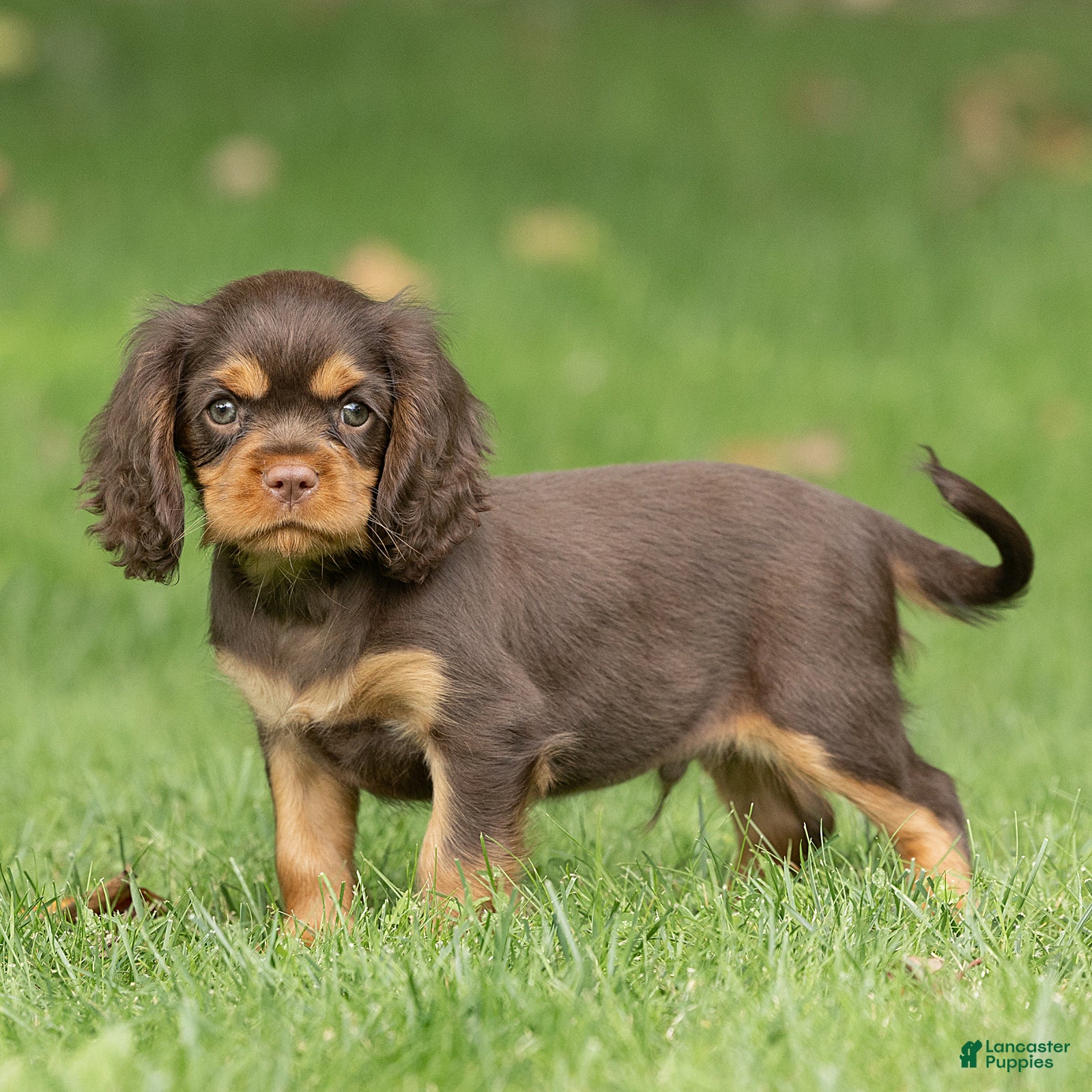 Cavalier King Charles Spaniel dogs Shadow Cavalier King Charles Spaniel  - Ad 1