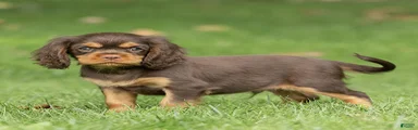 Shadow Cavalier King Charles Spaniel 