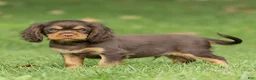 Cavalier King Charles Spaniel dogs for sale: Shadow Cavalier King Charles Spaniel  - Ad 1