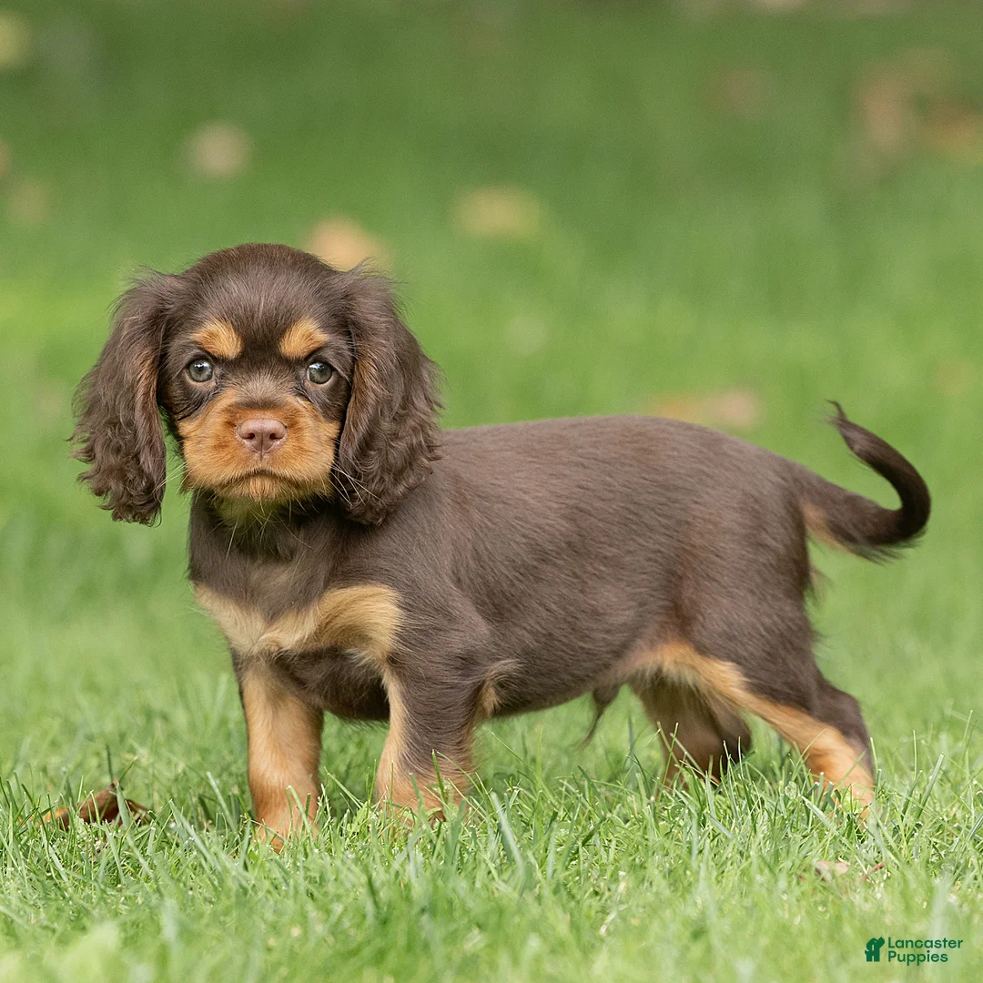 Cavalier King Charles Spaniel dogs for sale: Shadow Cavalier King Charles Spaniel  - Ad 1