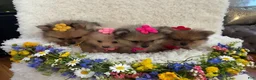Pomeranian dogs for sale:  Rosie  - Ad 2