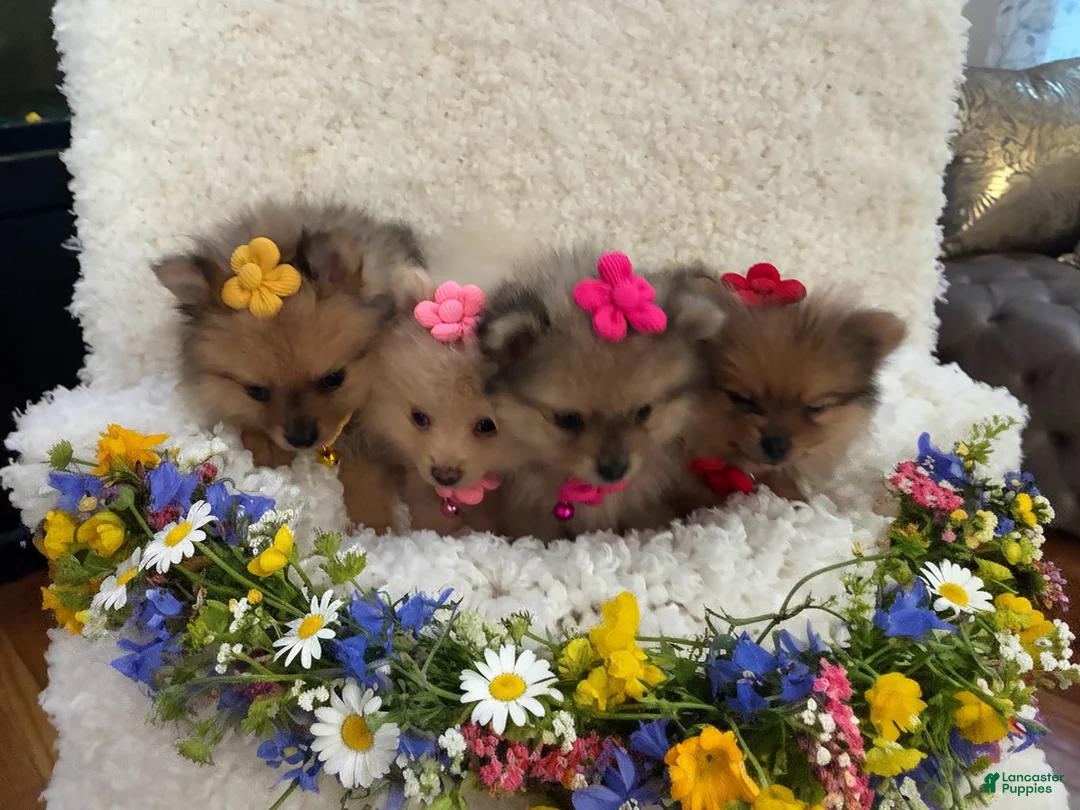 Pomeranian dogs for sale:  Rosie  - Ad 2
