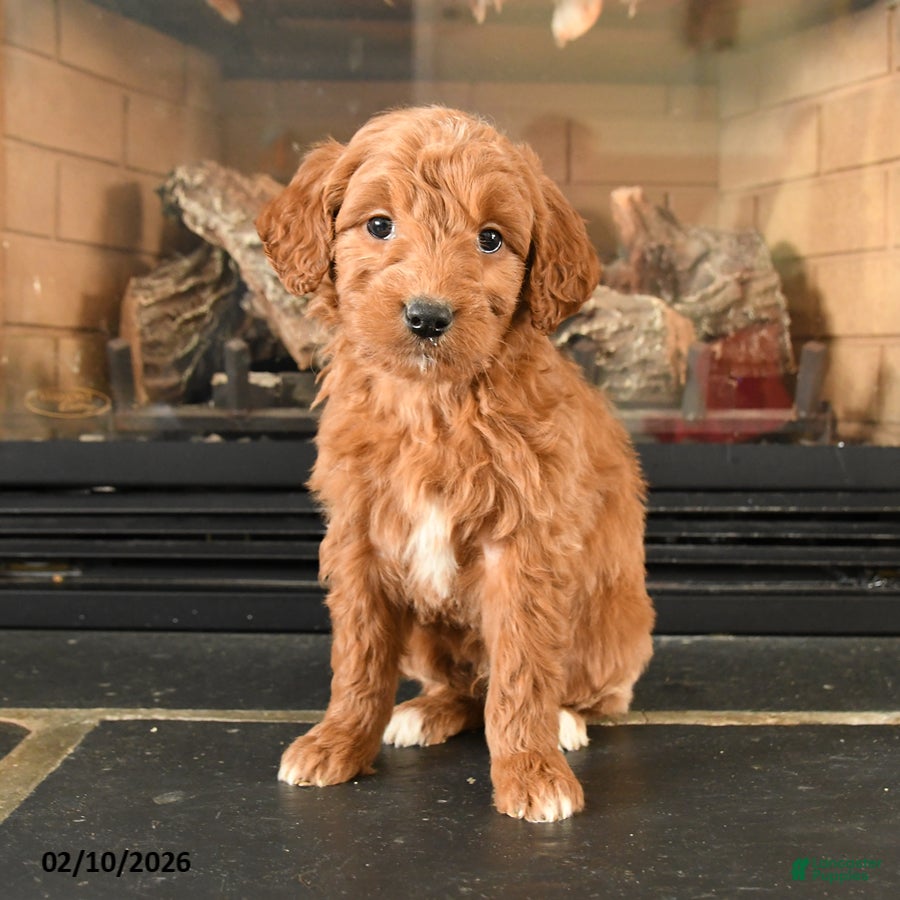 Mini Goldendoodle dogs Pooh - Ad 1