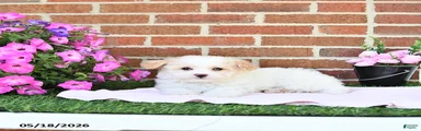 Suni