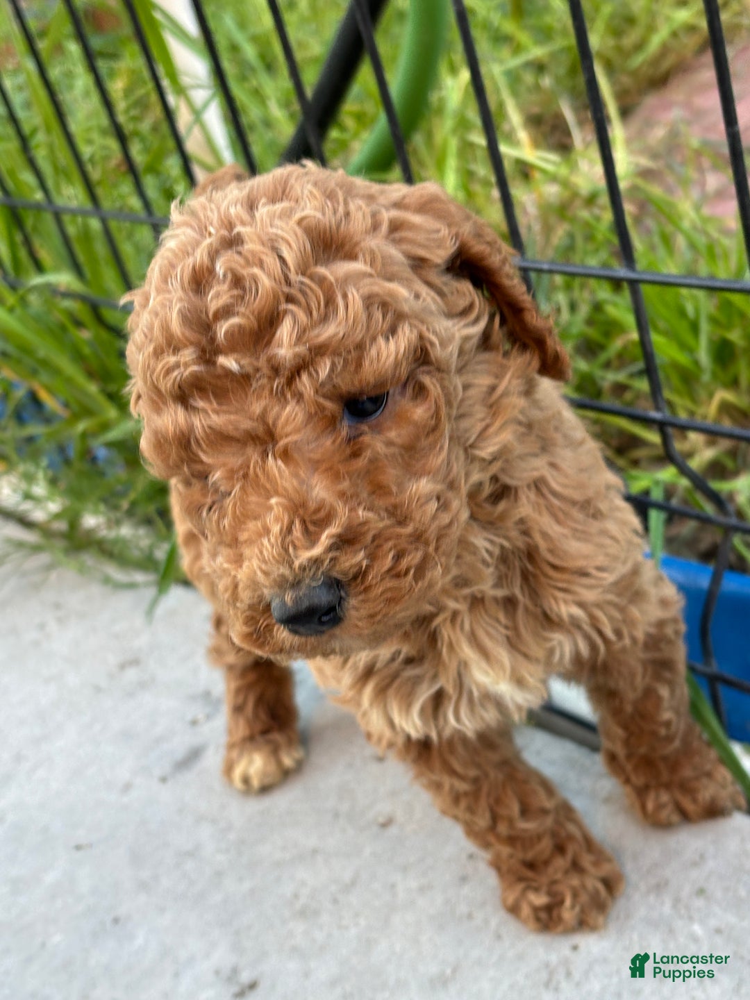 Standard Poodle dogs for sale: Frank - Ad 6