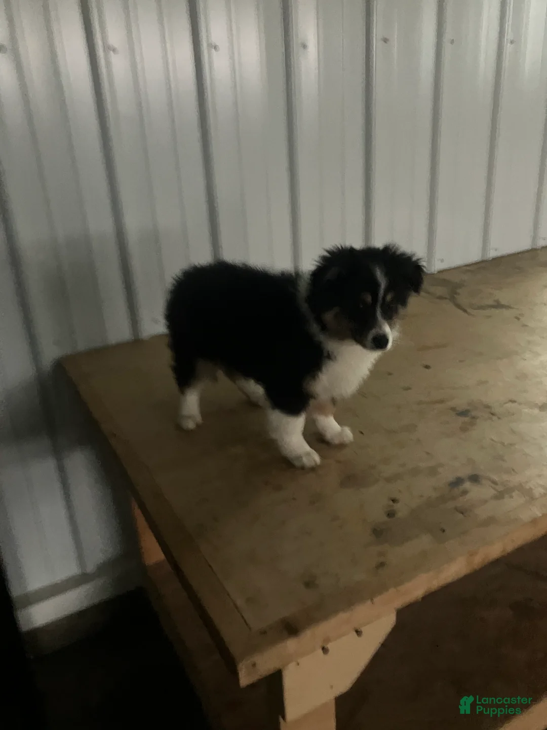 Miniature Australian Shepherd dogs for sale: Snip - Ad 2