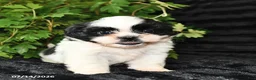 Shih Tzu dogs for sale: Dot  - Ad 2
