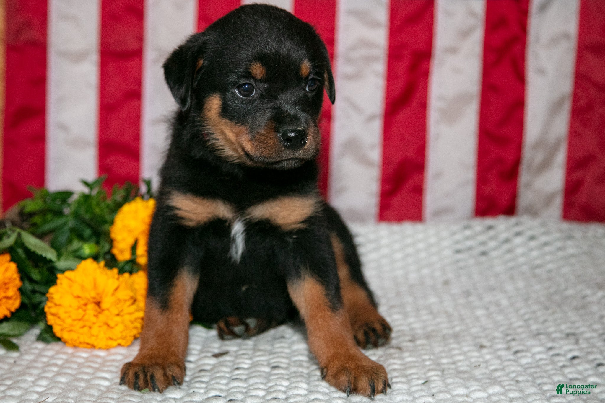 Rottweiler dogs Tex - Ad 1
