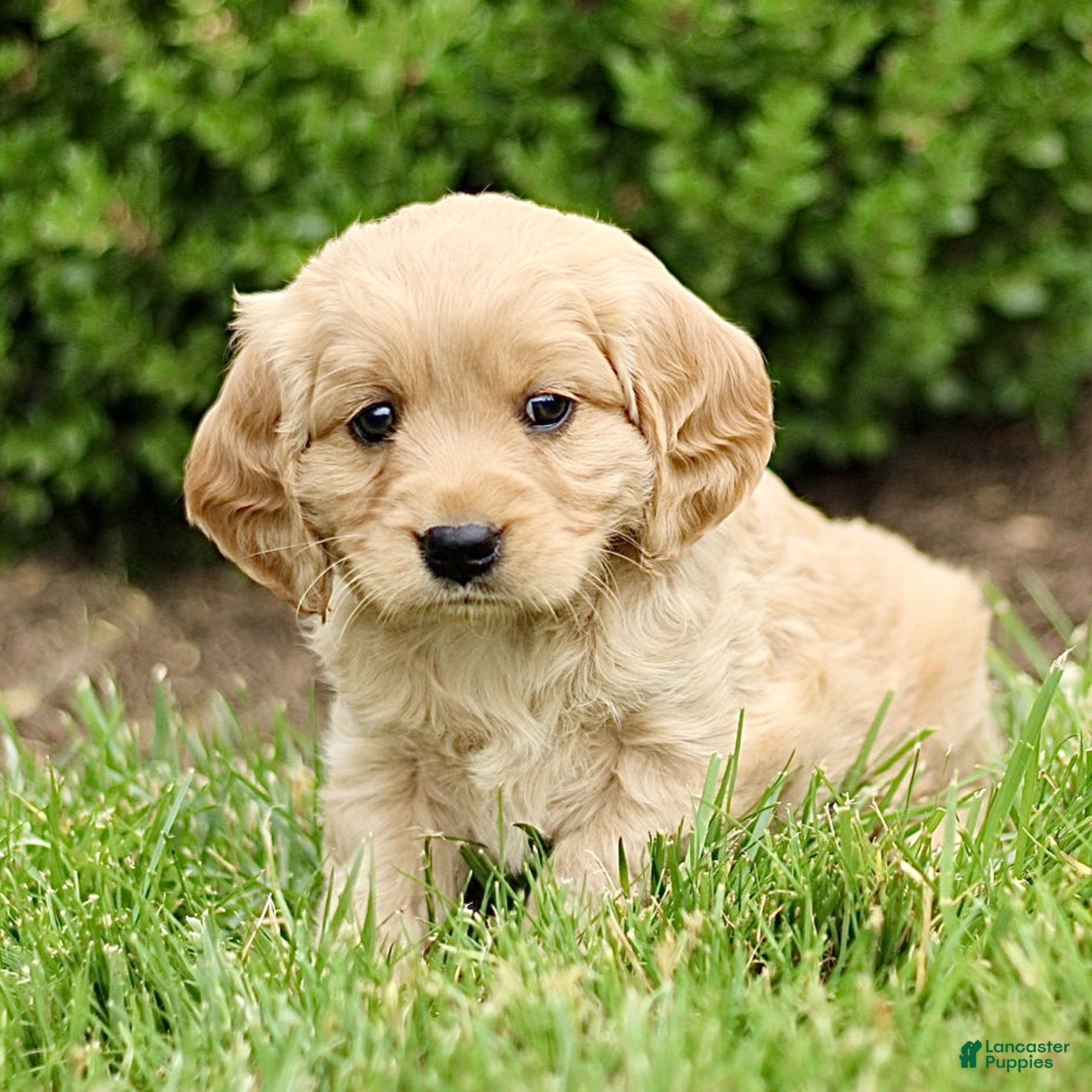 Miniature Golden Retriever dogs Trevor  - Ad 2