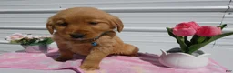 Golden Retriever dogs for sale: Golden Retriever Puppy 3 Lenora - Ad 2