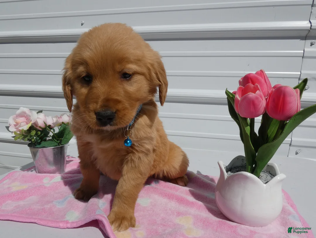 Golden Retriever dogs for sale: Golden Retriever Puppy 3 Lenora - Ad 2