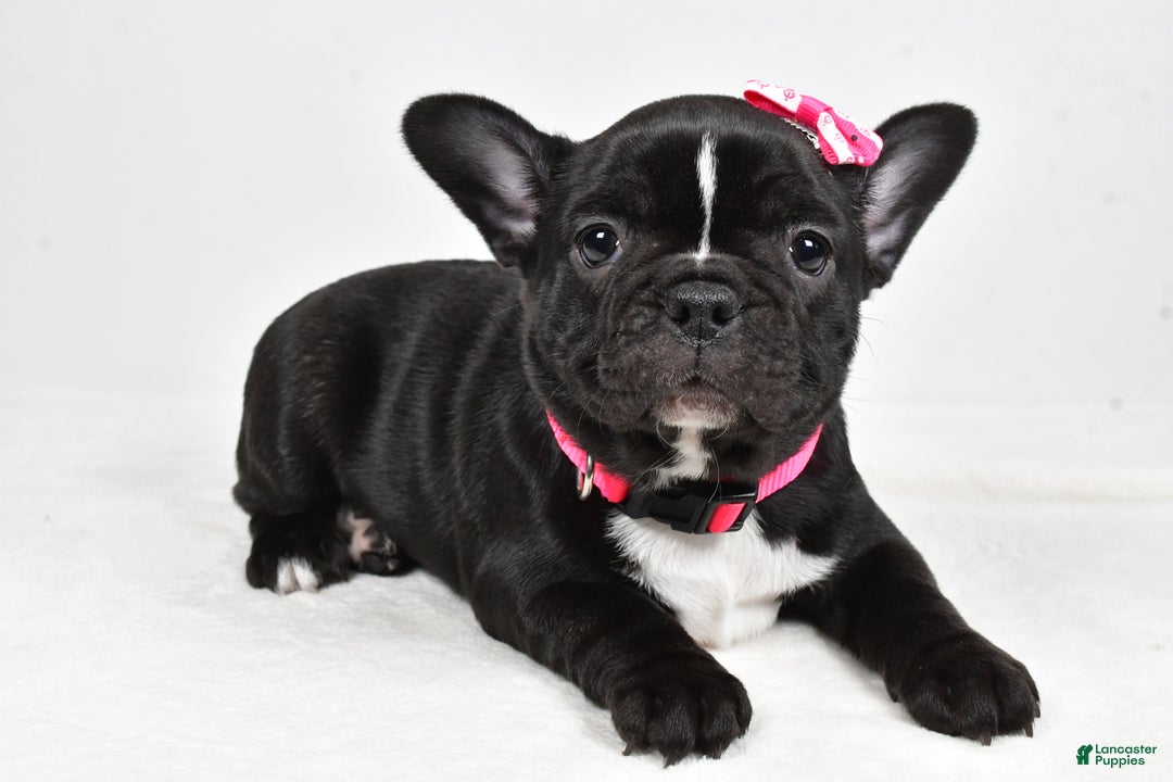 Mixed Breed dogs for sale: Layla - Ad 3