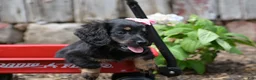 Miniature Dachshund dogs for sale: Bella - Ad 6