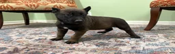 Belgian Malinois dogs for sale: Pittsburgh  - Ad 2