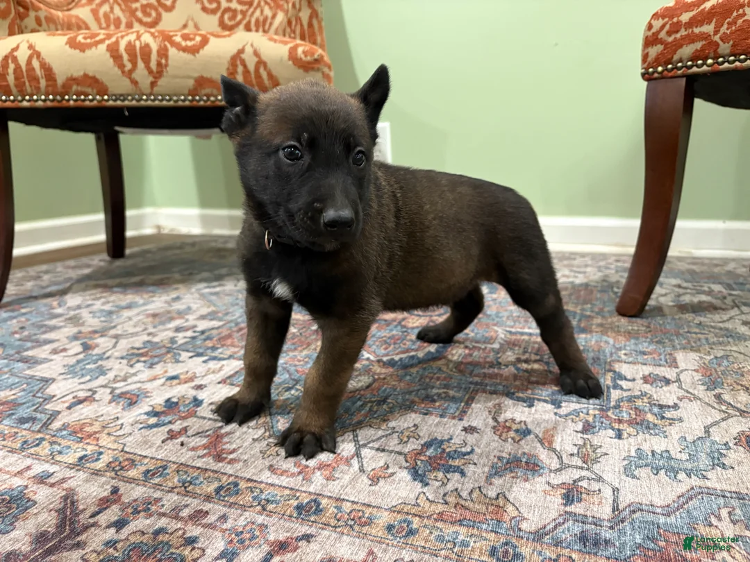 Belgian Malinois dogs for sale: Pittsburgh  - Ad 2