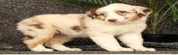 Miniature Australian Shepherd dogs for sale: Molly - Ad 6