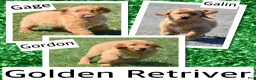 Golden Retriever dogs for sale: Golden Retriever Gage - Ad 2