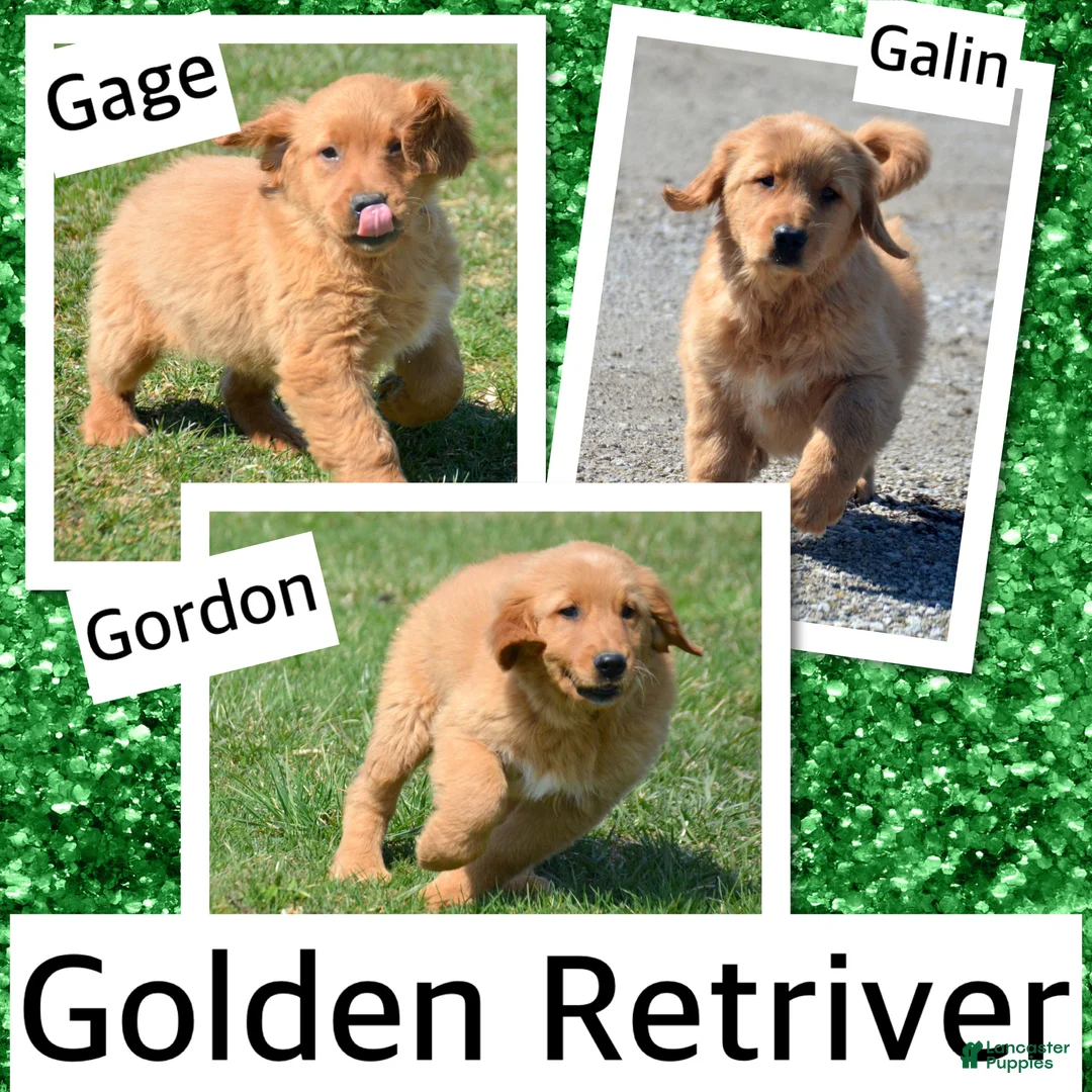 Golden Retriever dogs for sale: Golden Retriever Gage - Ad 2