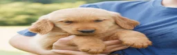 Golden Retriever dogs for sale: Daisy  - Ad 3