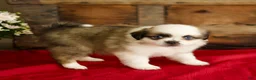 Mixed Breed dogs for sale: Brook - Ad 5