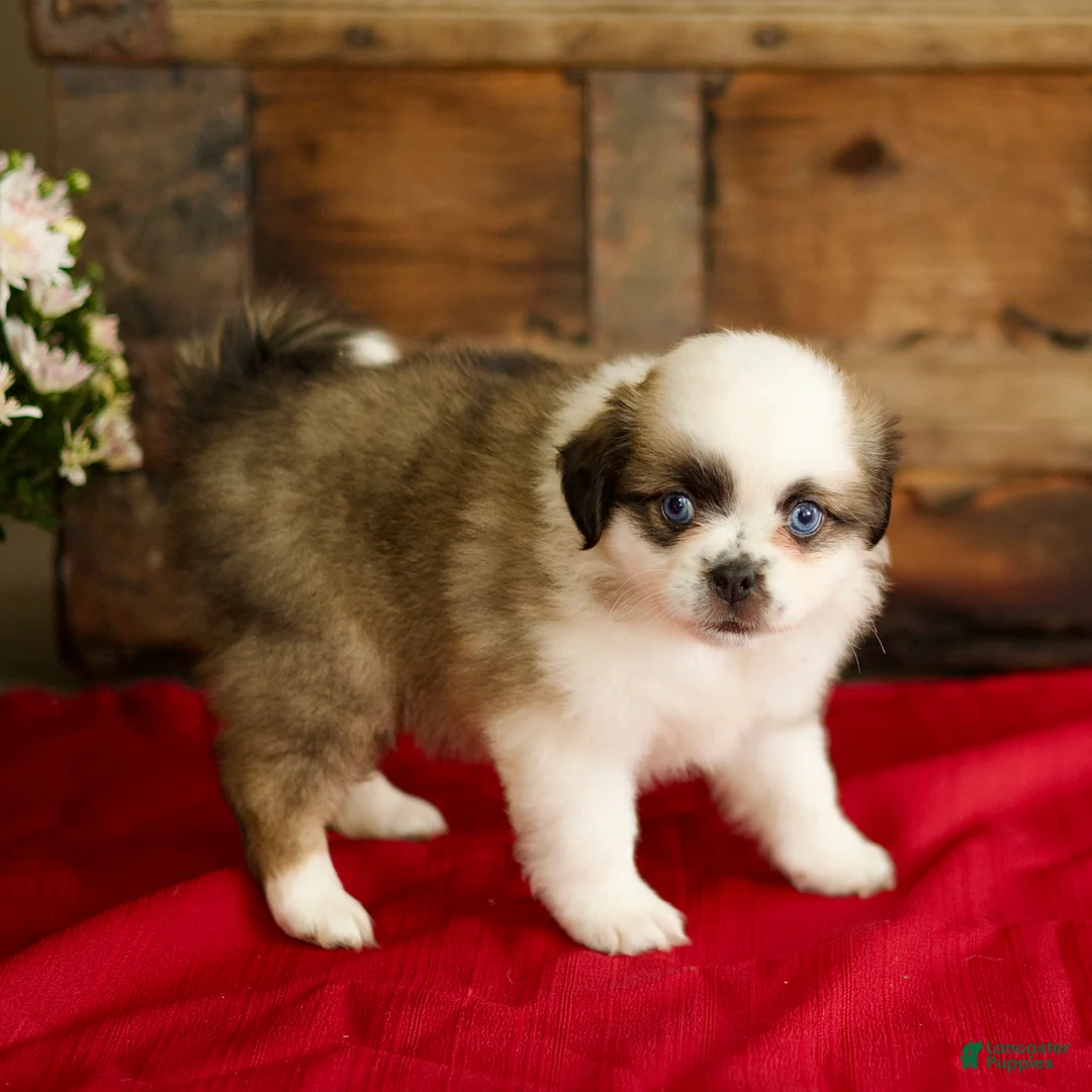 Mixed Breed dogs for sale: Brook - Ad 5