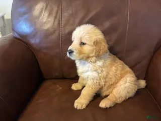 Golden Retriever dogs for sale: Aries - Ad 1