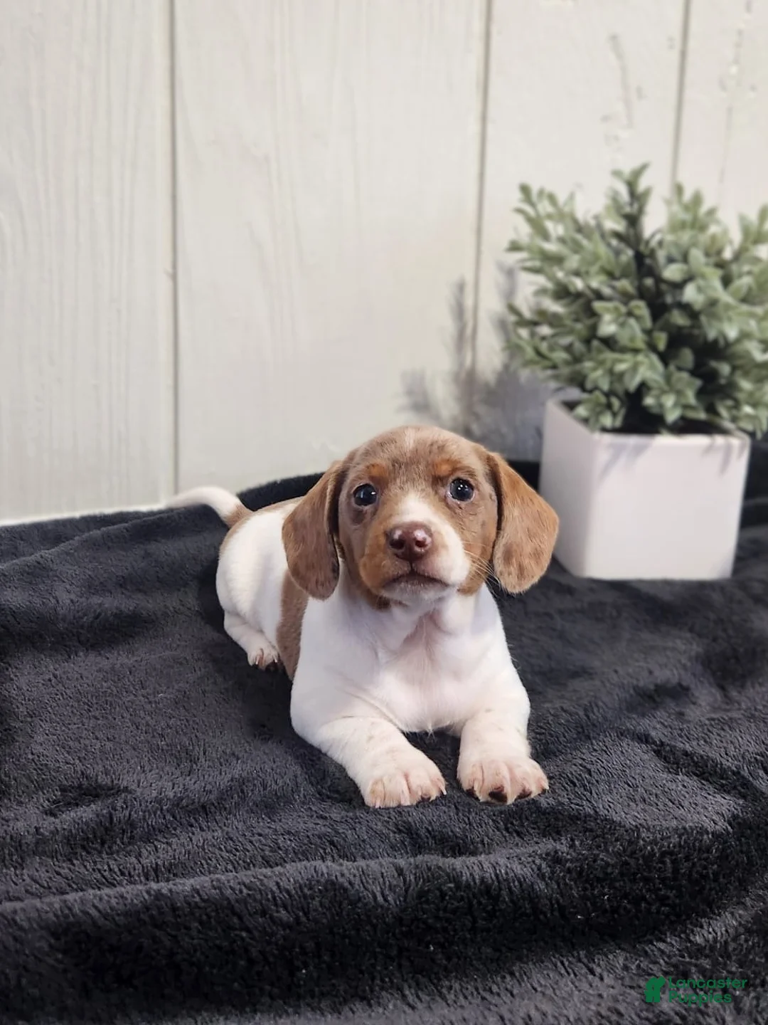 Miniature Dachshund dogs for sale: Sage - Ad 4