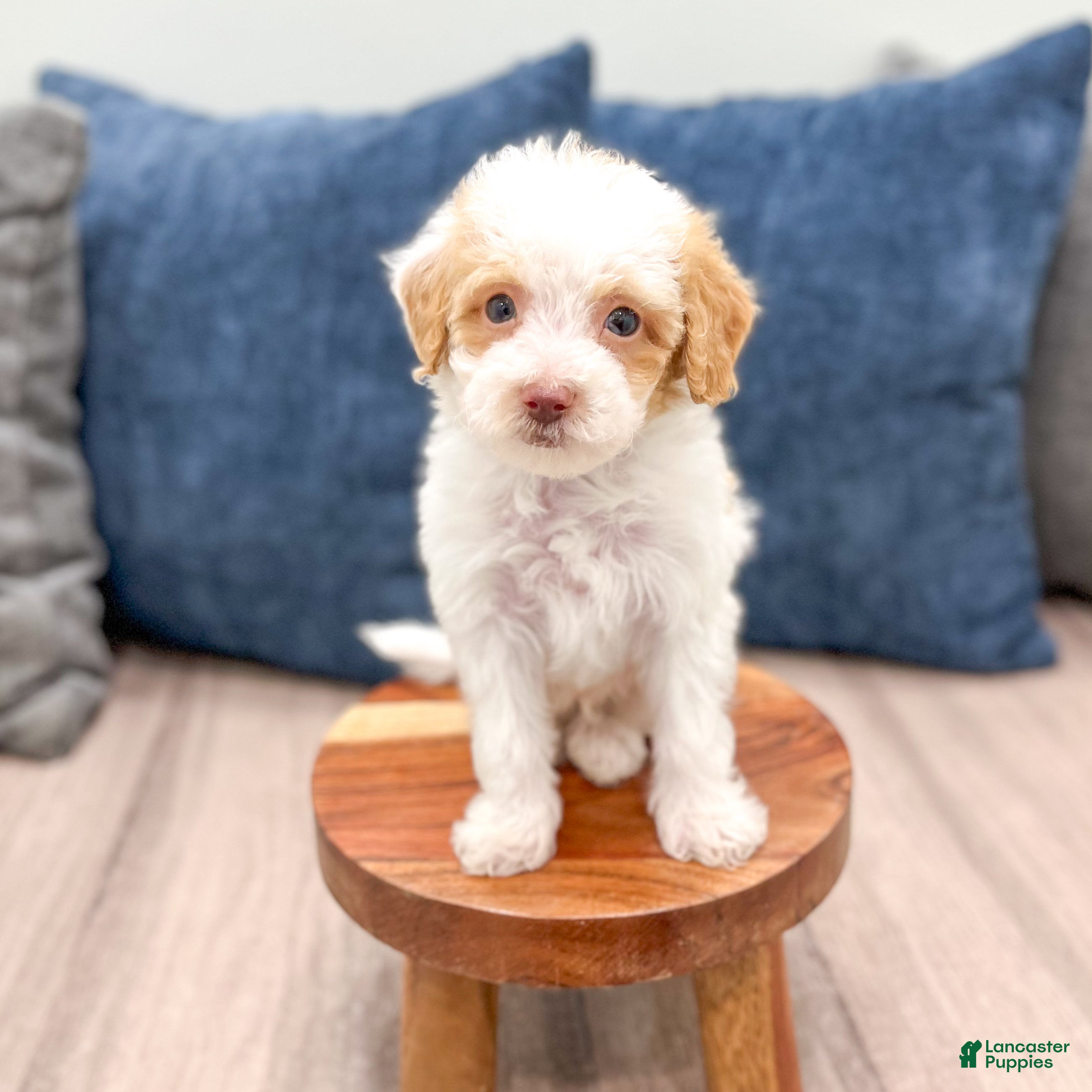 Miniature Poodle dogs Biscuit - Ad 2