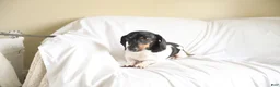 Dachshund dogs for sale: Bentley  - Ad 4