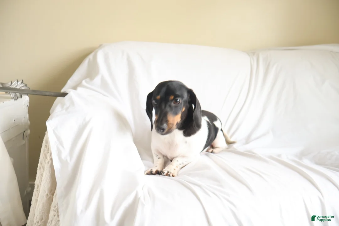 Dachshund dogs for sale: Chipper - Ad 4