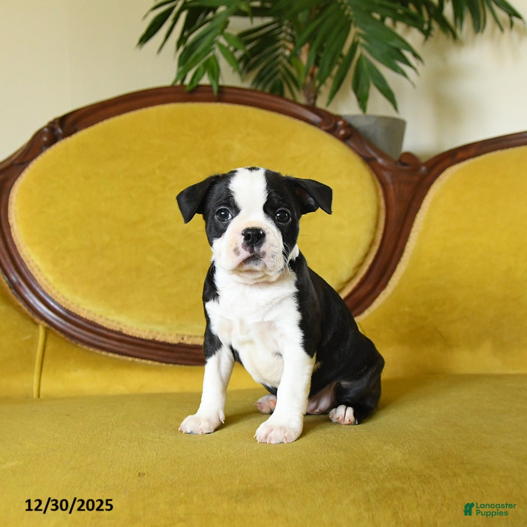 Boston Terrier dogs for sale: Jingles - Ad 6