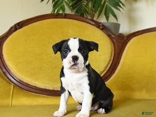 Boston Terrier dogs Jingles - Ad 27