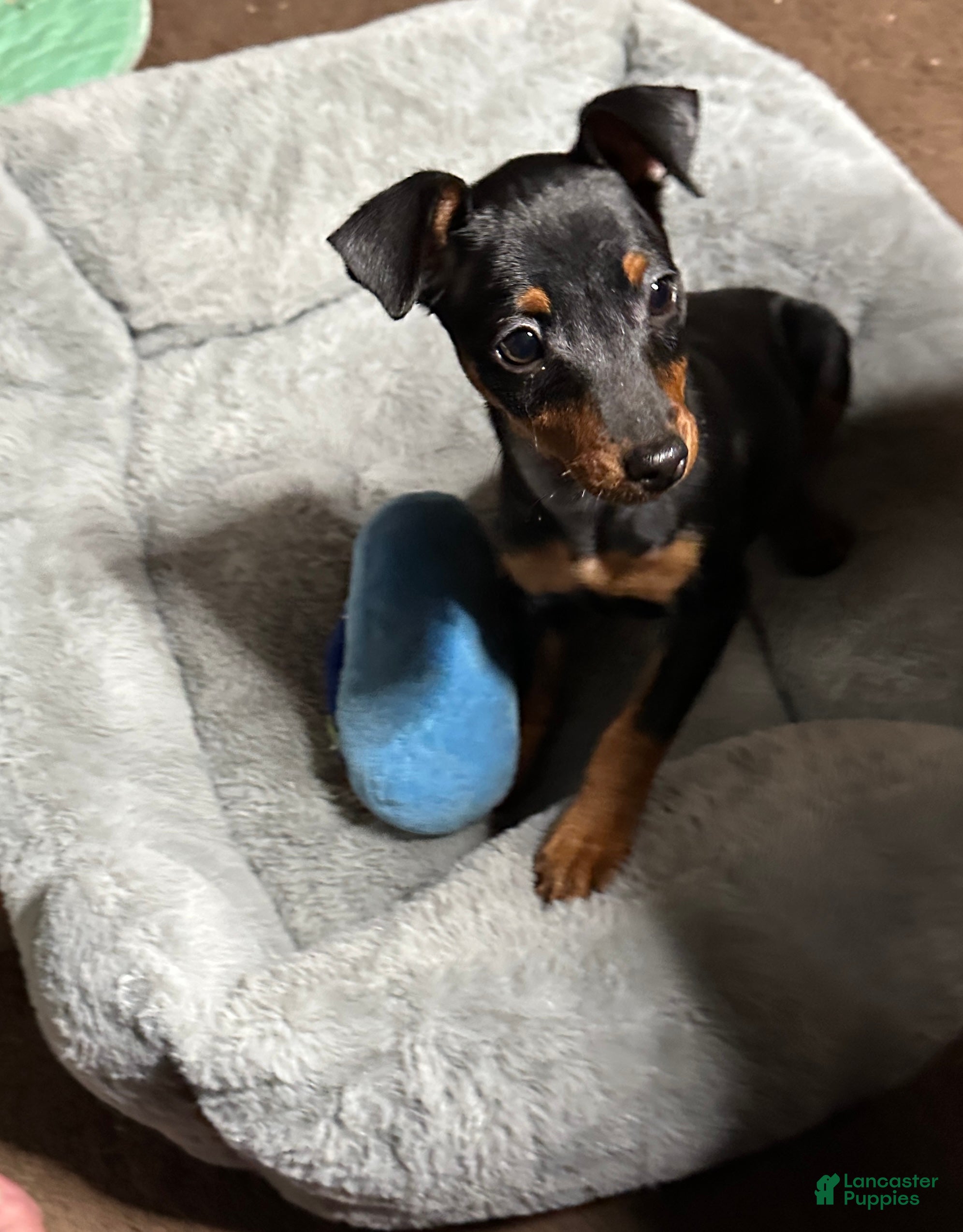 Miniature Pinscher dogs Breezy - Ad 1